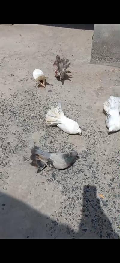 Indian fantil pigeon 03154470484