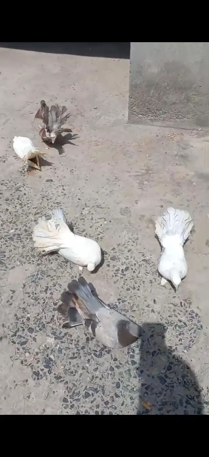 Indian fantil pigeon 03154470484 — photo 2