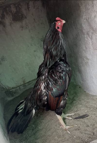 PURE LAKHA MURGHA