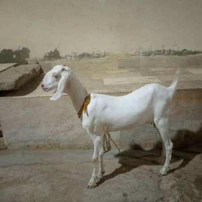 samroti nasl ka bakra