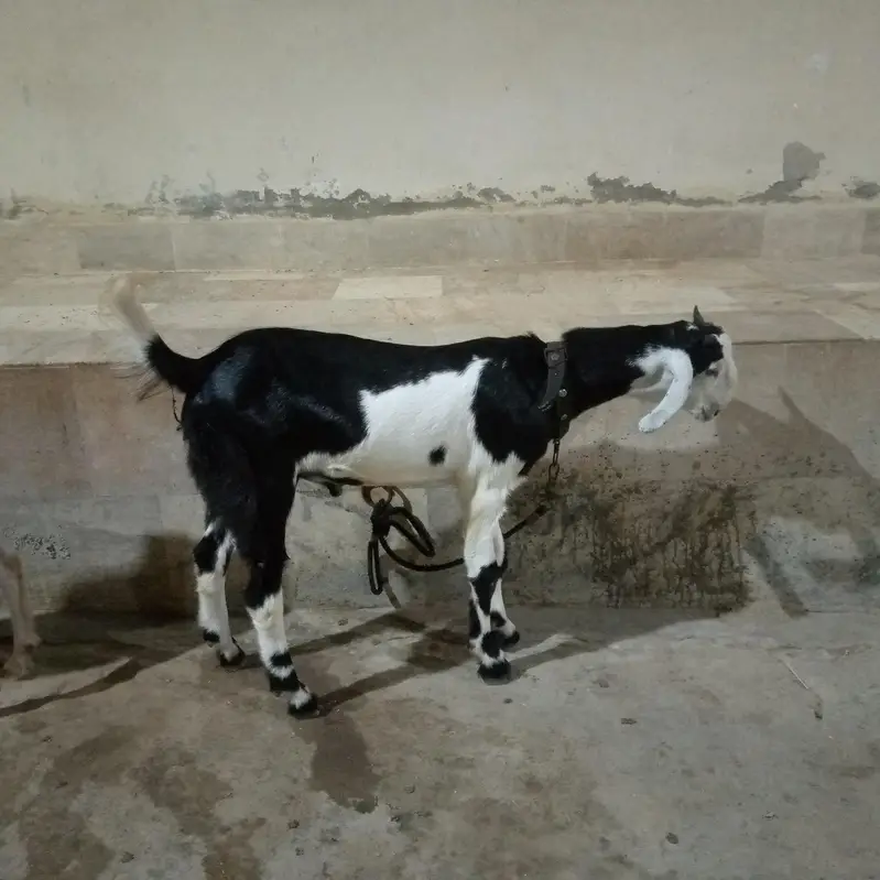 samroti nasl ka bakra — photo 2