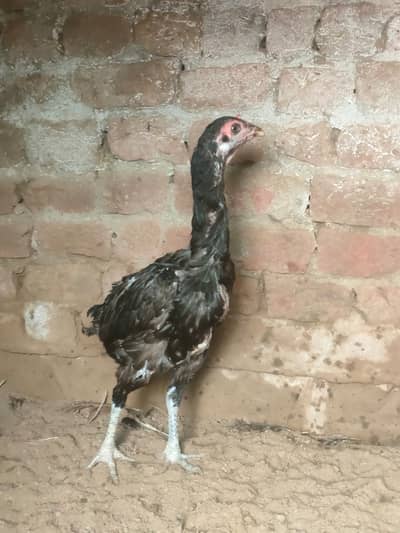 Thai home breed murgiyaan