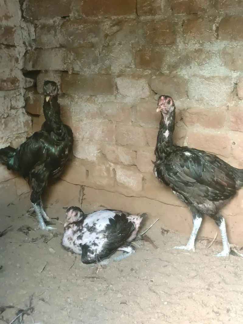 Thai home breed murgiyaan — photo 3
