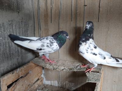 kabli v. i. p pair for sale.