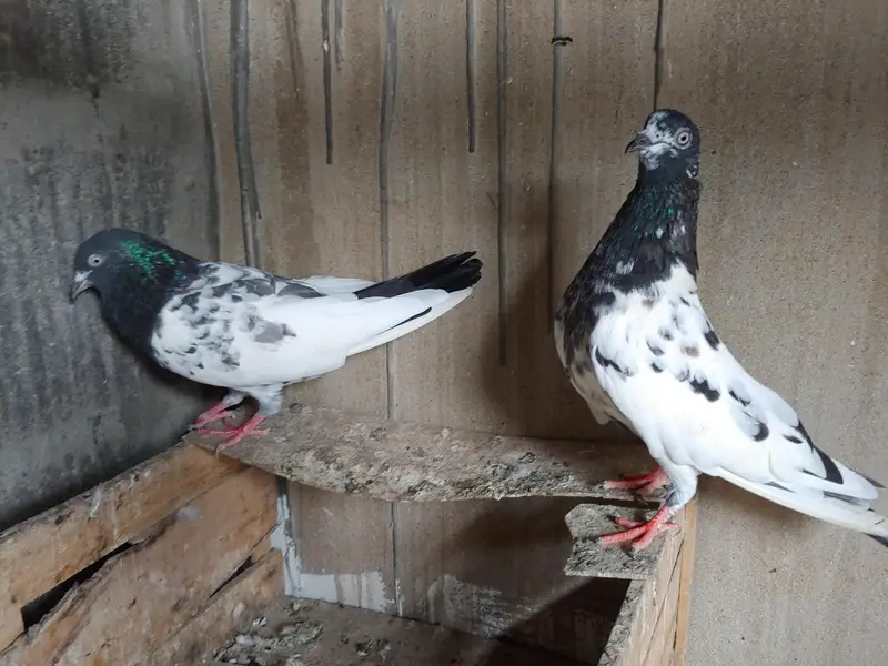 kabli v. i. p pair for sale. — photo 2