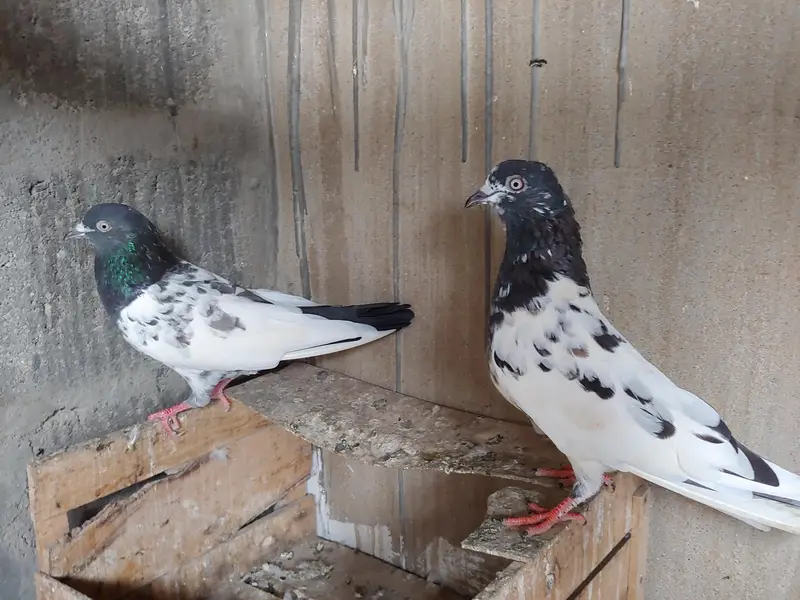 kabli v. i. p pair for sale. — photo 3