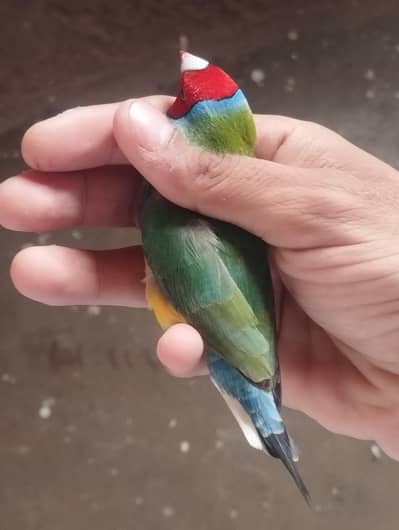 lady gouldian pair