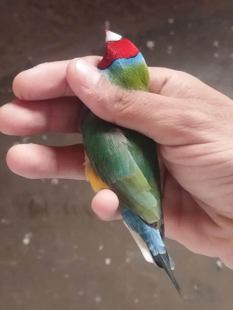 lady gouldian pair