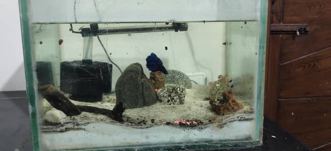 Betta setup with ember Tetras shrimps