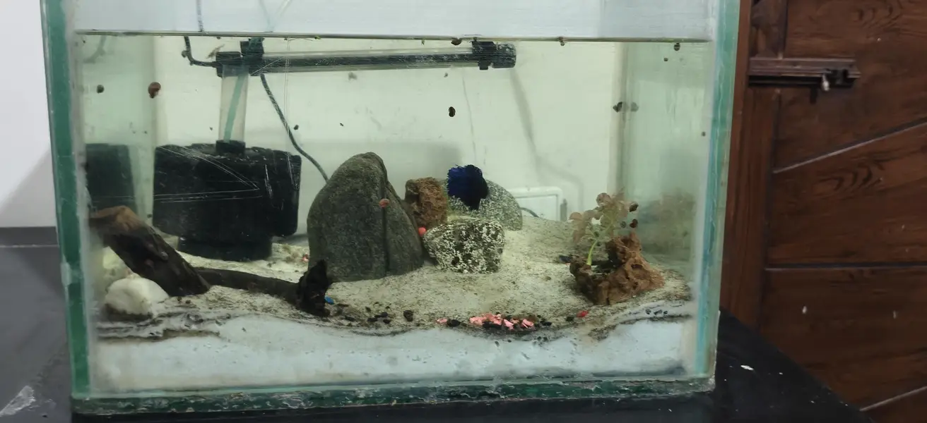 Betta setup with ember Tetras shrimps — photo 2