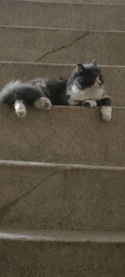 persian female kitten