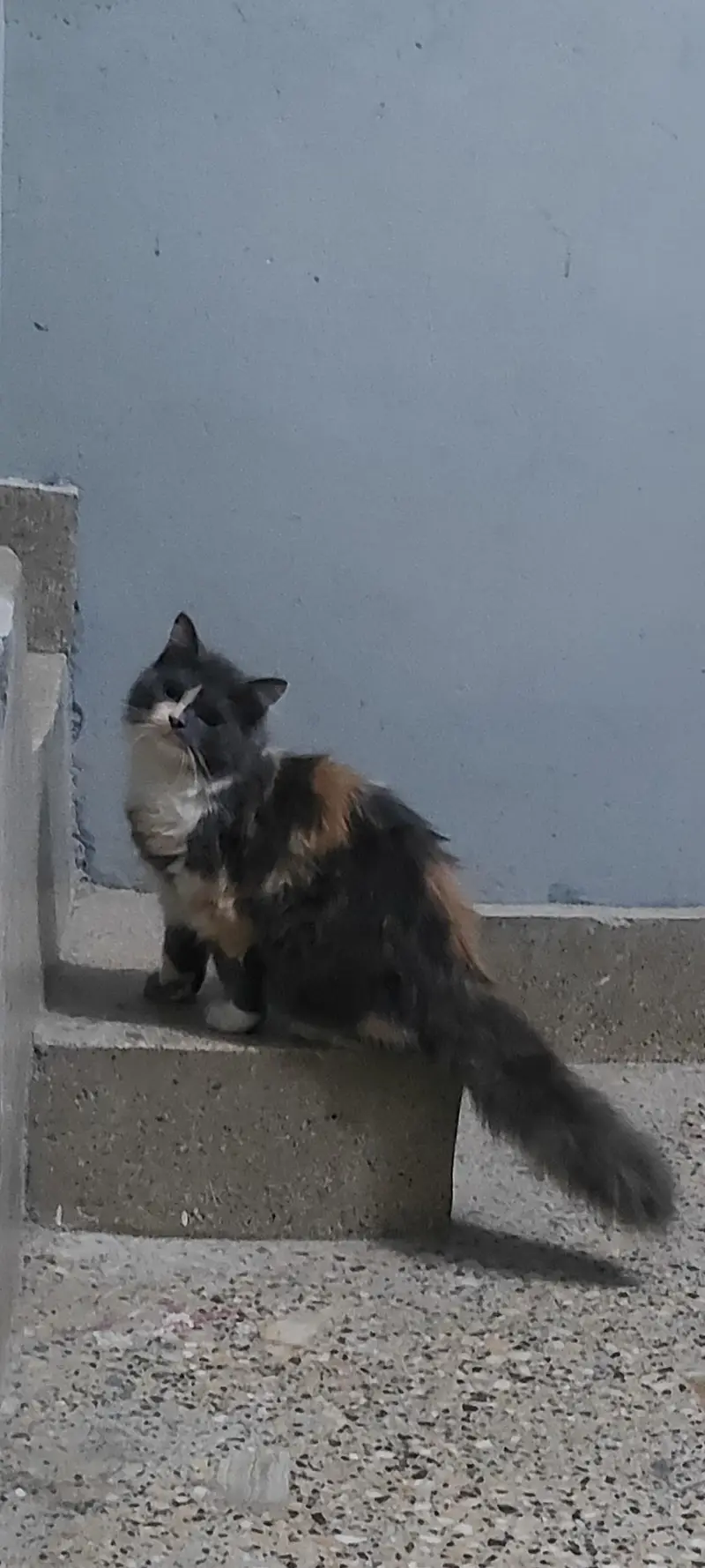 persian female kitten — photo 2