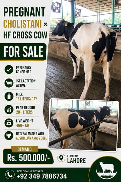Australian and Amarican cows heifers and Buffalo | Pregnant Cows