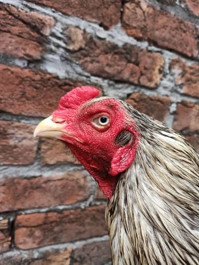 shamo Thai aseel for breed