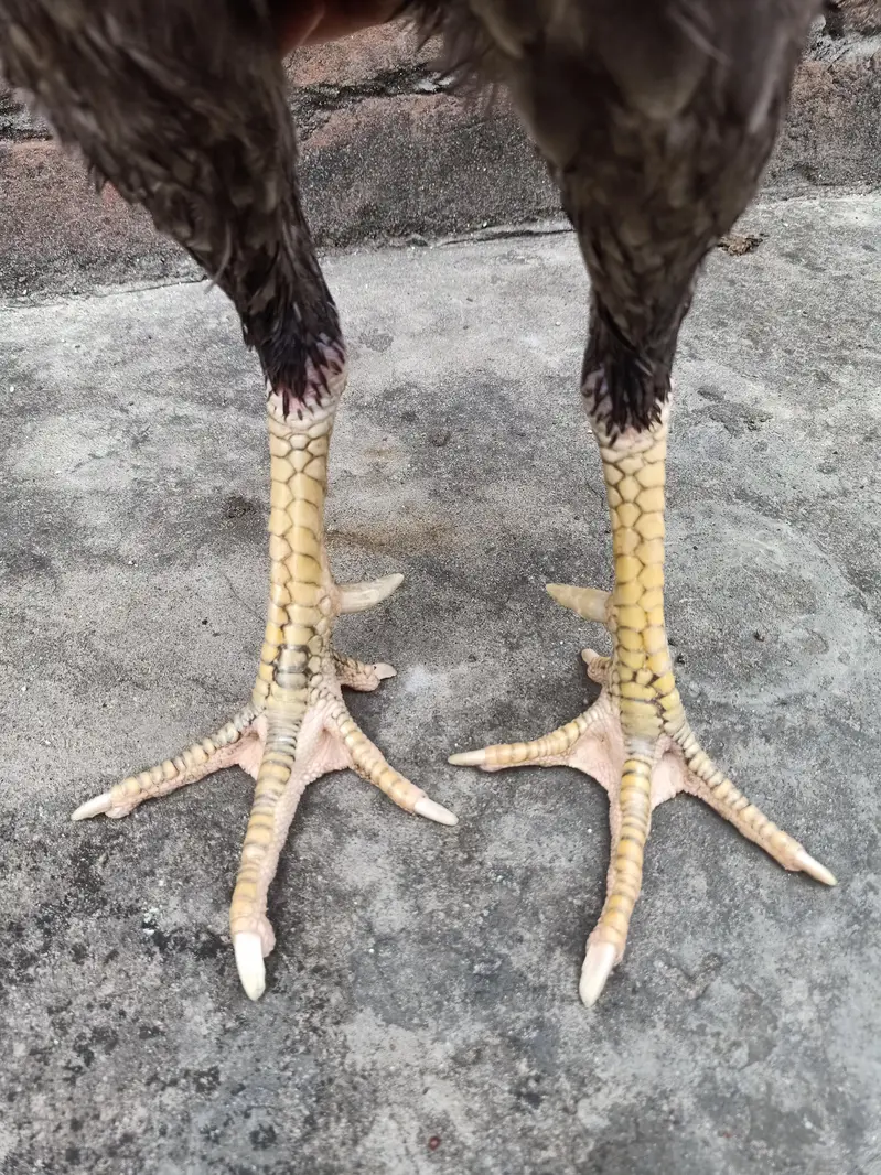shamo Thai aseel for breed — photo 2
