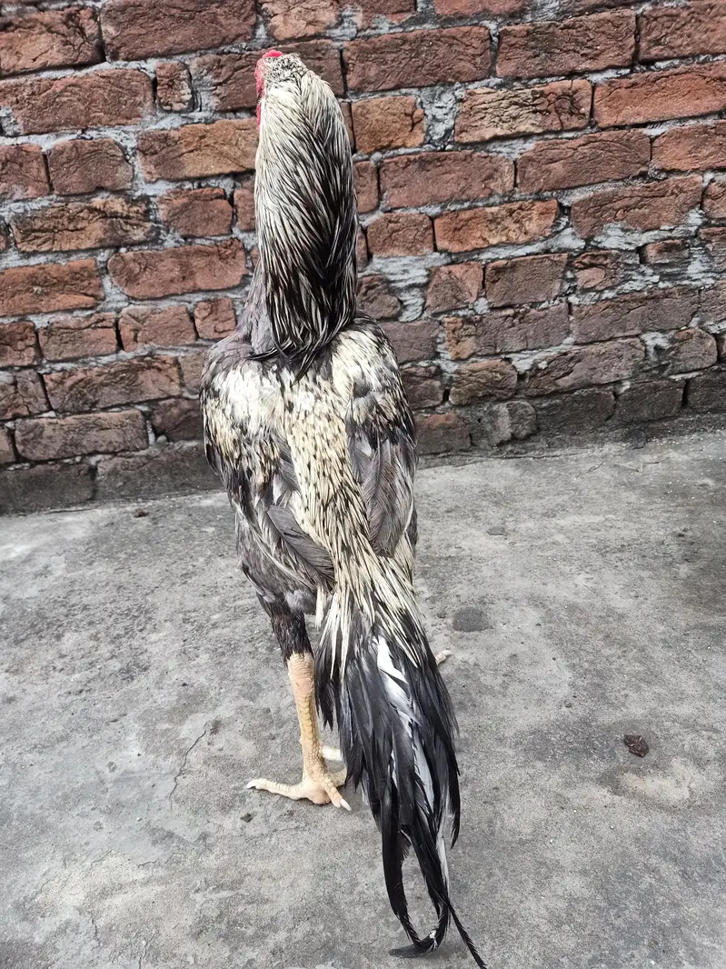 shamo Thai aseel for breed — photo 3