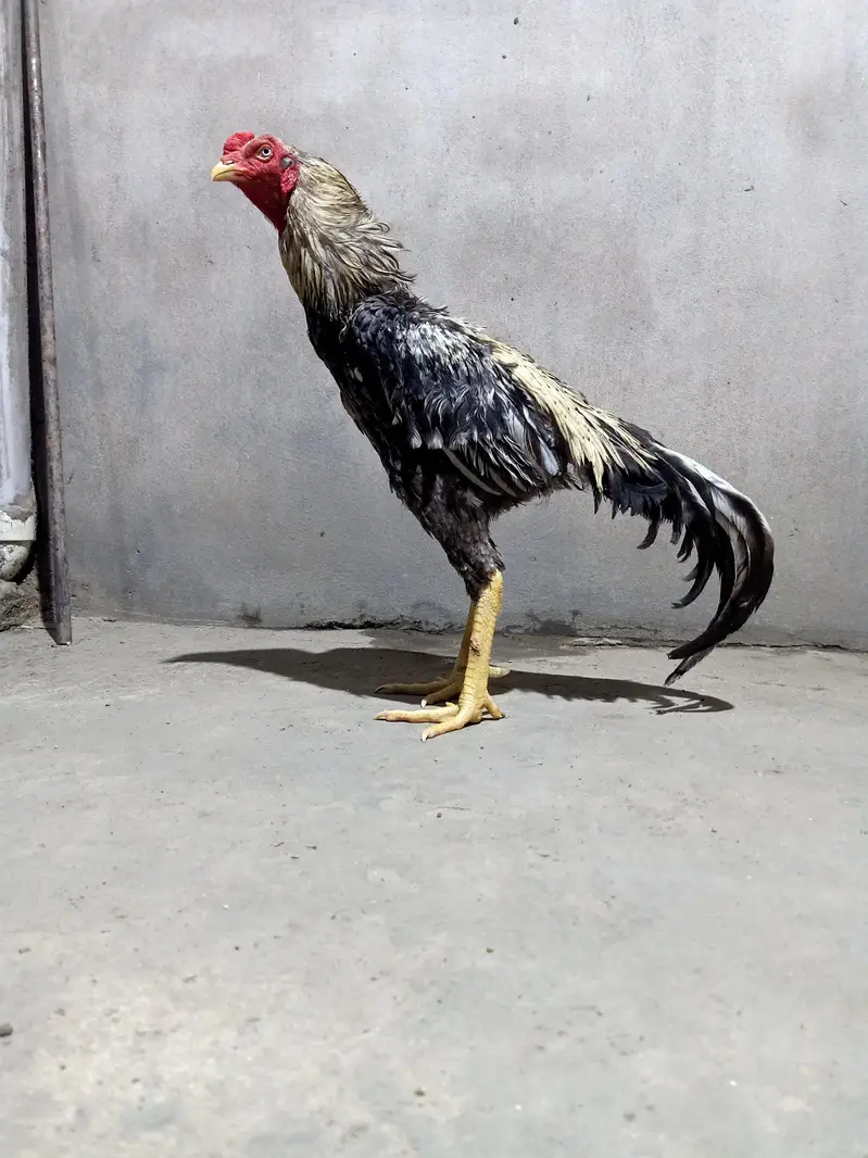 shamo Thai aseel for breed — photo 5