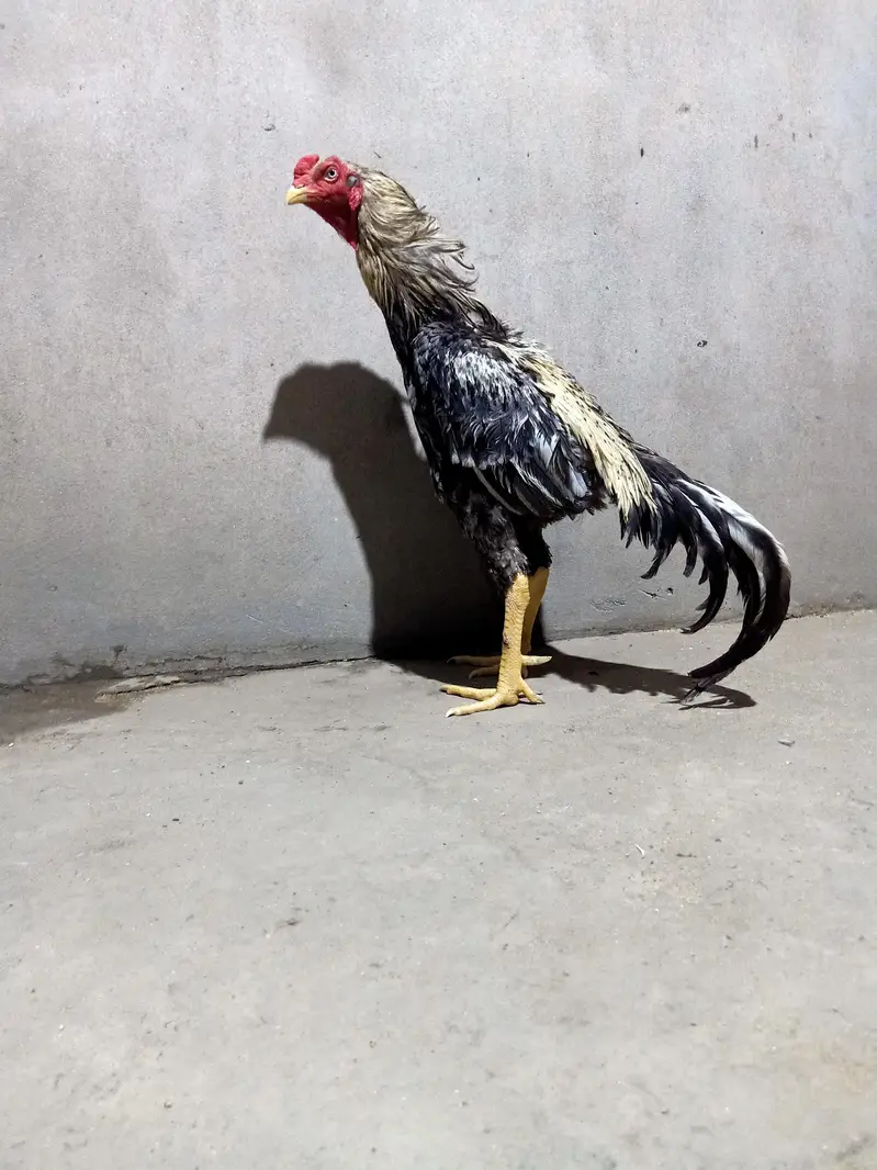 shamo Thai aseel for breed — photo 7