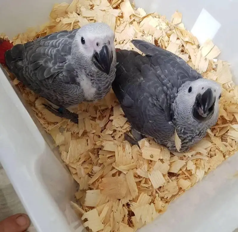 African grey parrot chik 03262134833 — photo 5