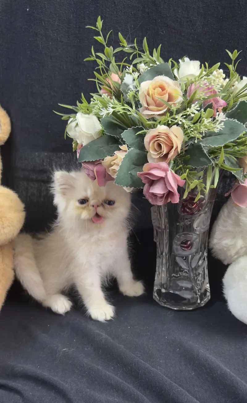 Persian punch and piki kittens for sale — photo 3