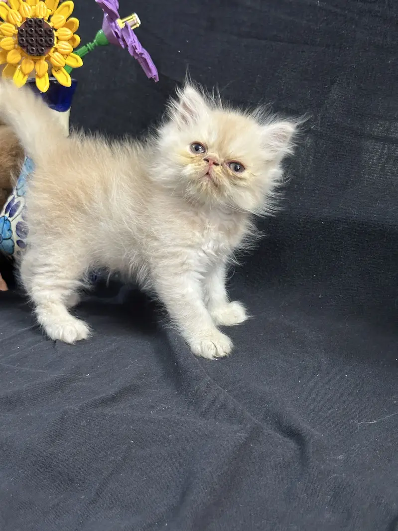 Persian punch and piki kittens for sale — photo 5