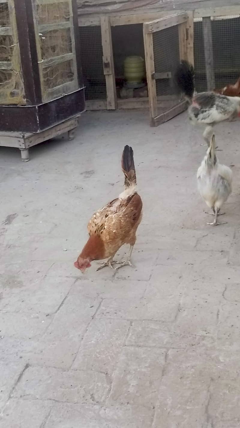 Desi hens 2