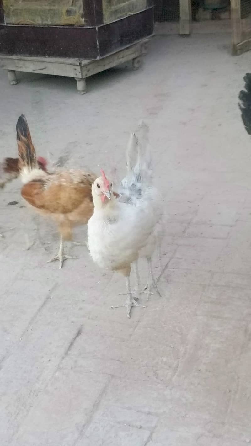 Desi hens 3