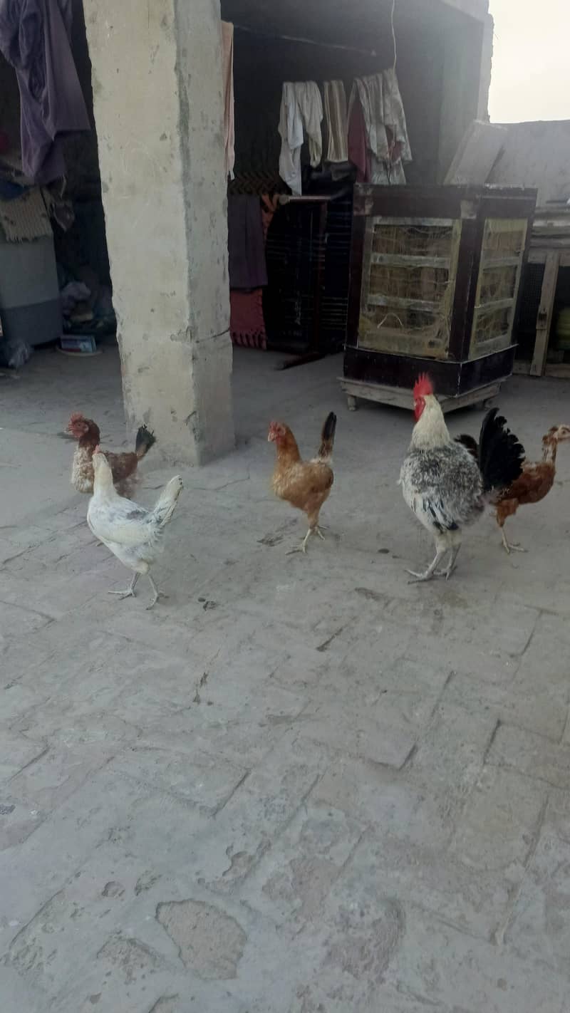 Desi hens 4