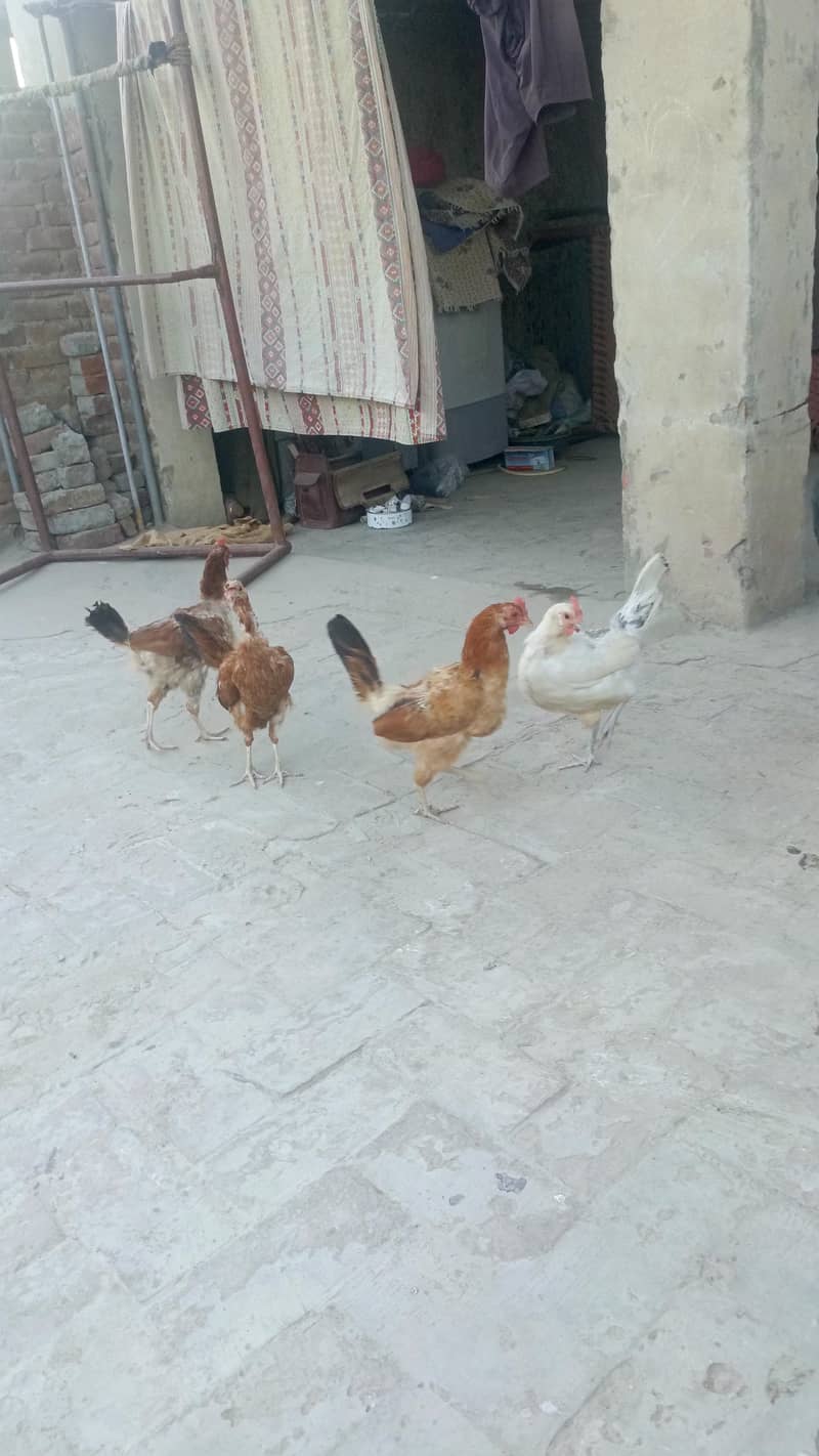 Desi hens 5