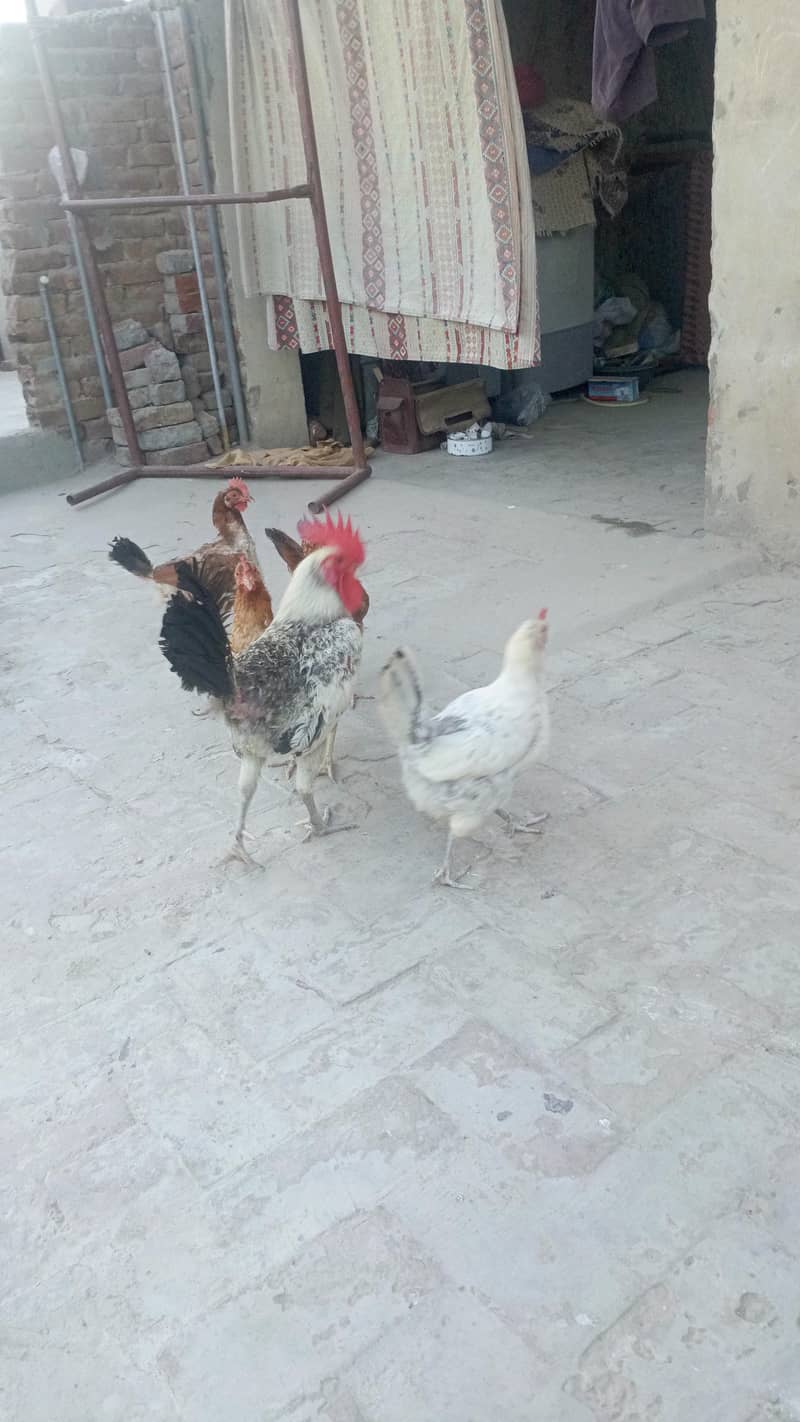 Desi hens 6