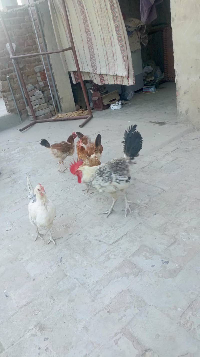 Desi hens 7