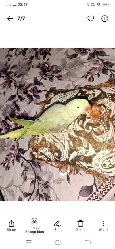 parrot for sale