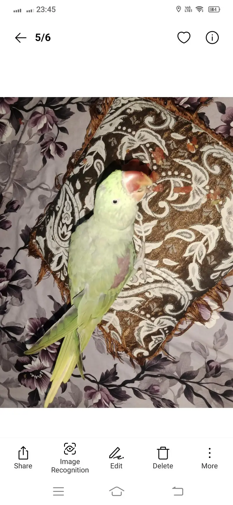 parrot for sale — photo 2