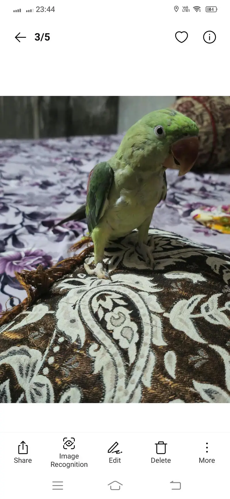 parrot for sale — photo 3