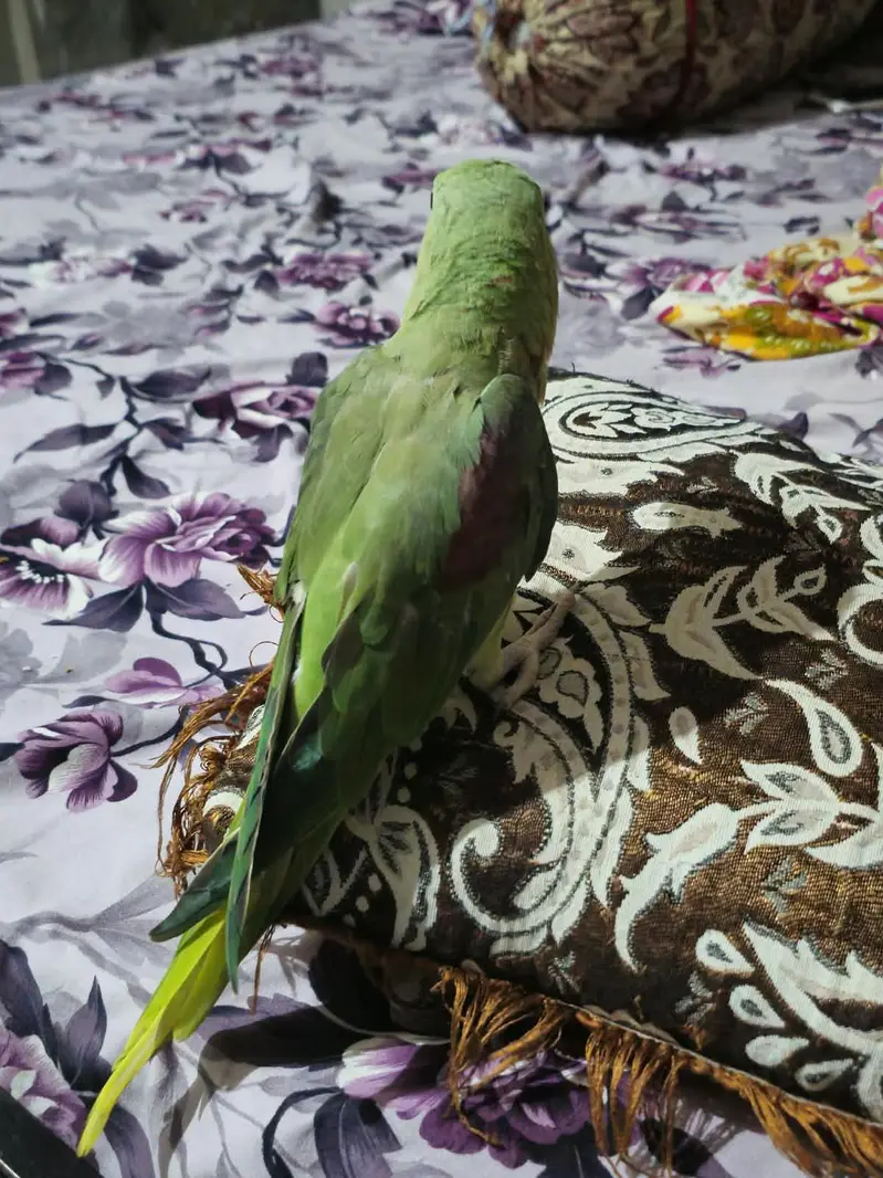 parrot for sale — photo 4