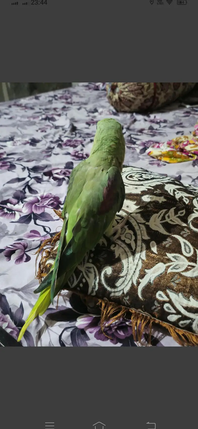 parrot for sale — photo 5