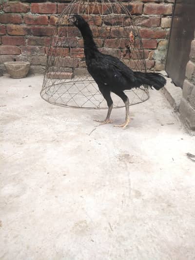 Aseel thai 75%