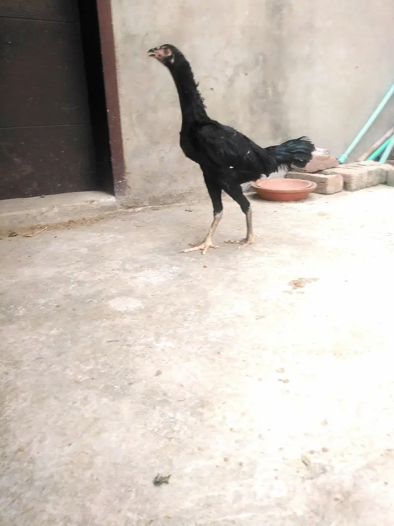 Aseel thai 75% — photo 6
