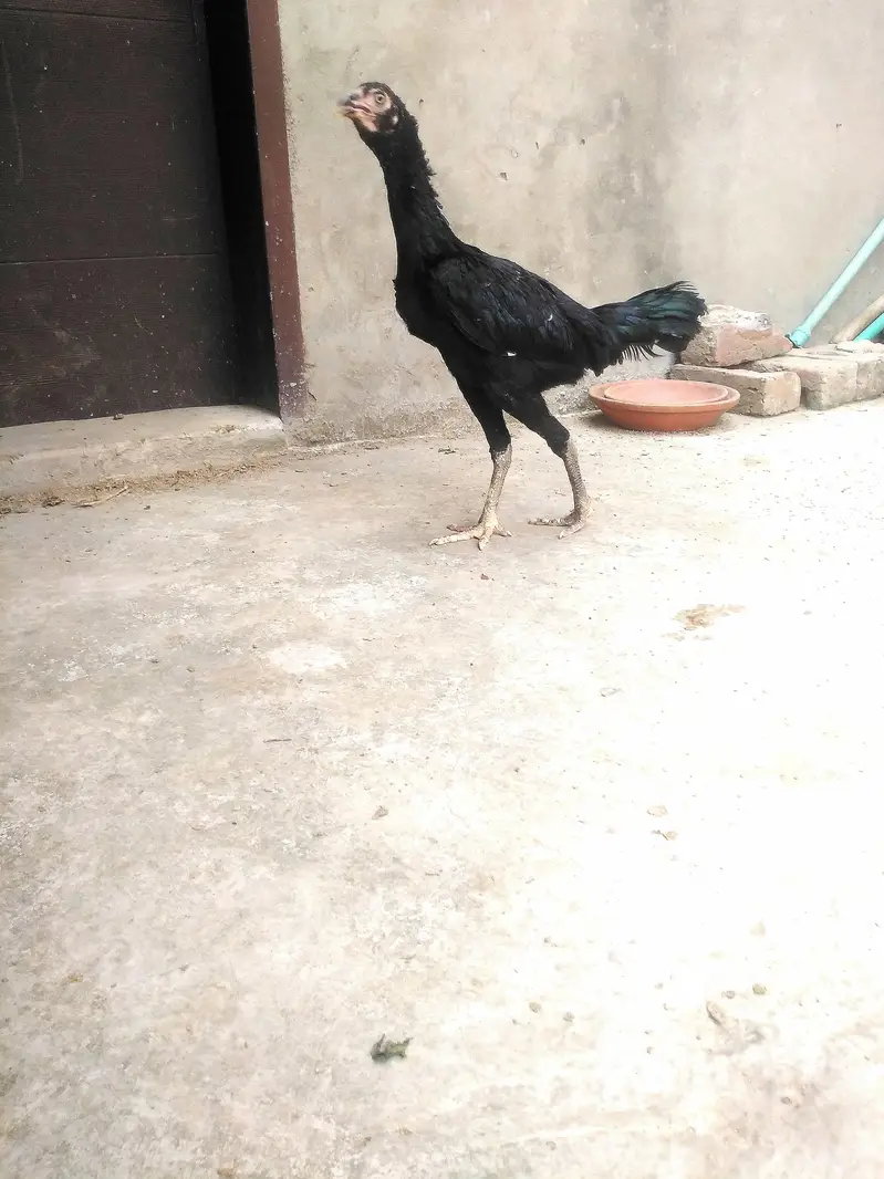 Aseel thai 75% — photo 8