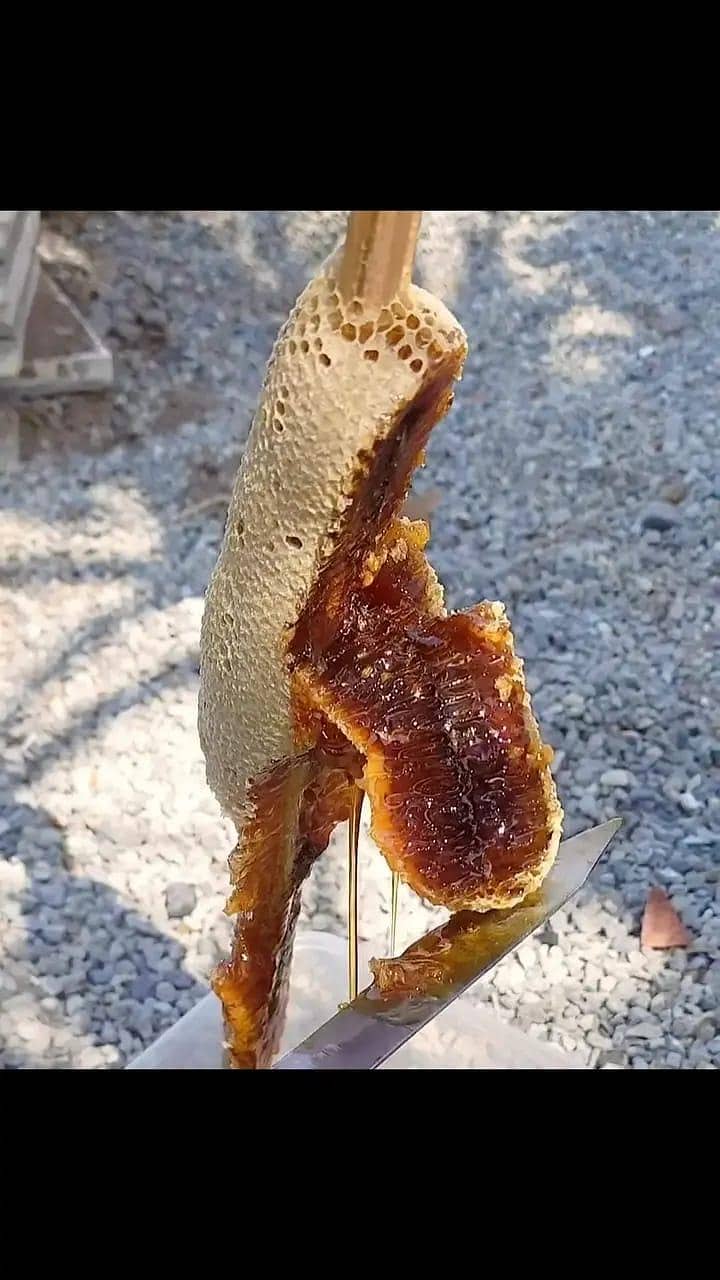 بیری والا جنگلی شہد 3