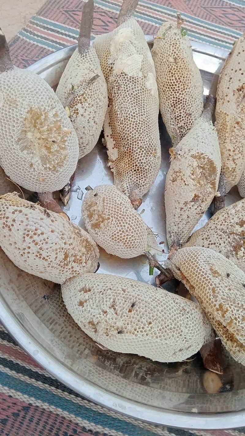بیری والا جنگلی شہد 5