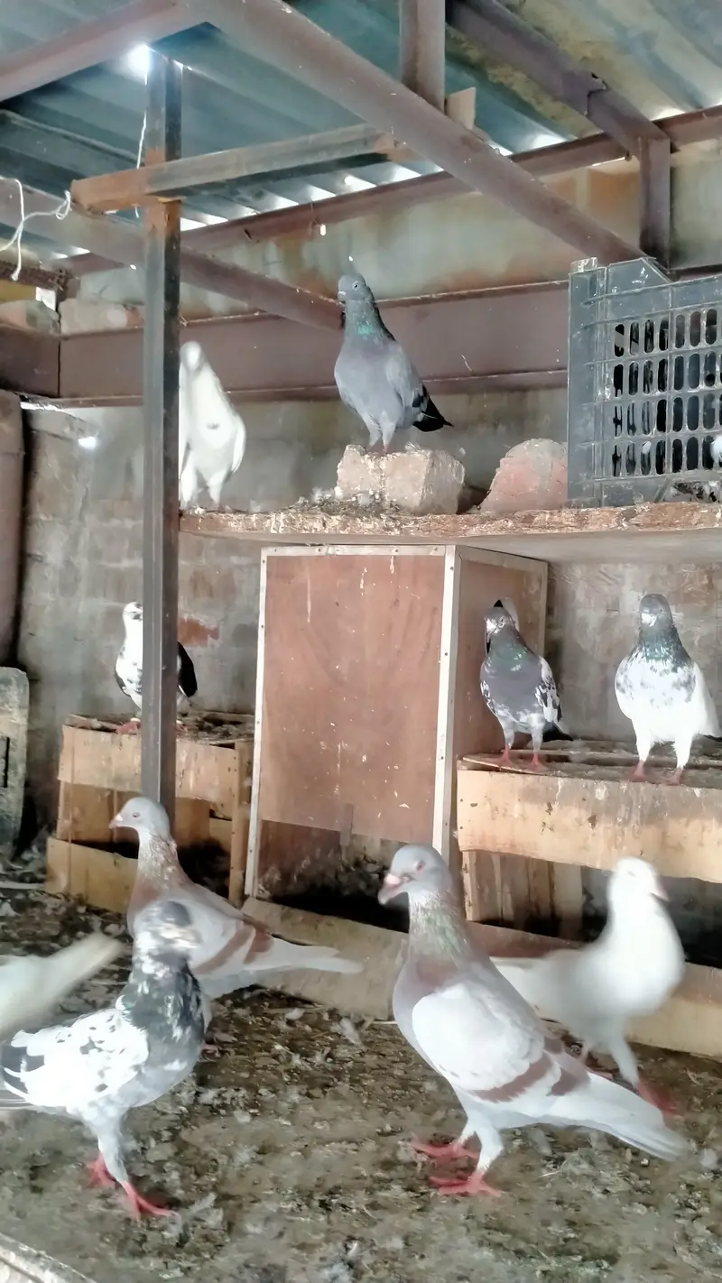 mix kabootar — photo 2