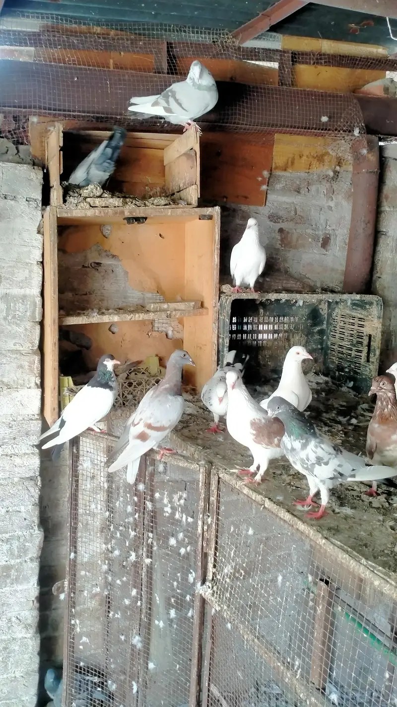mix kabootar — photo 3