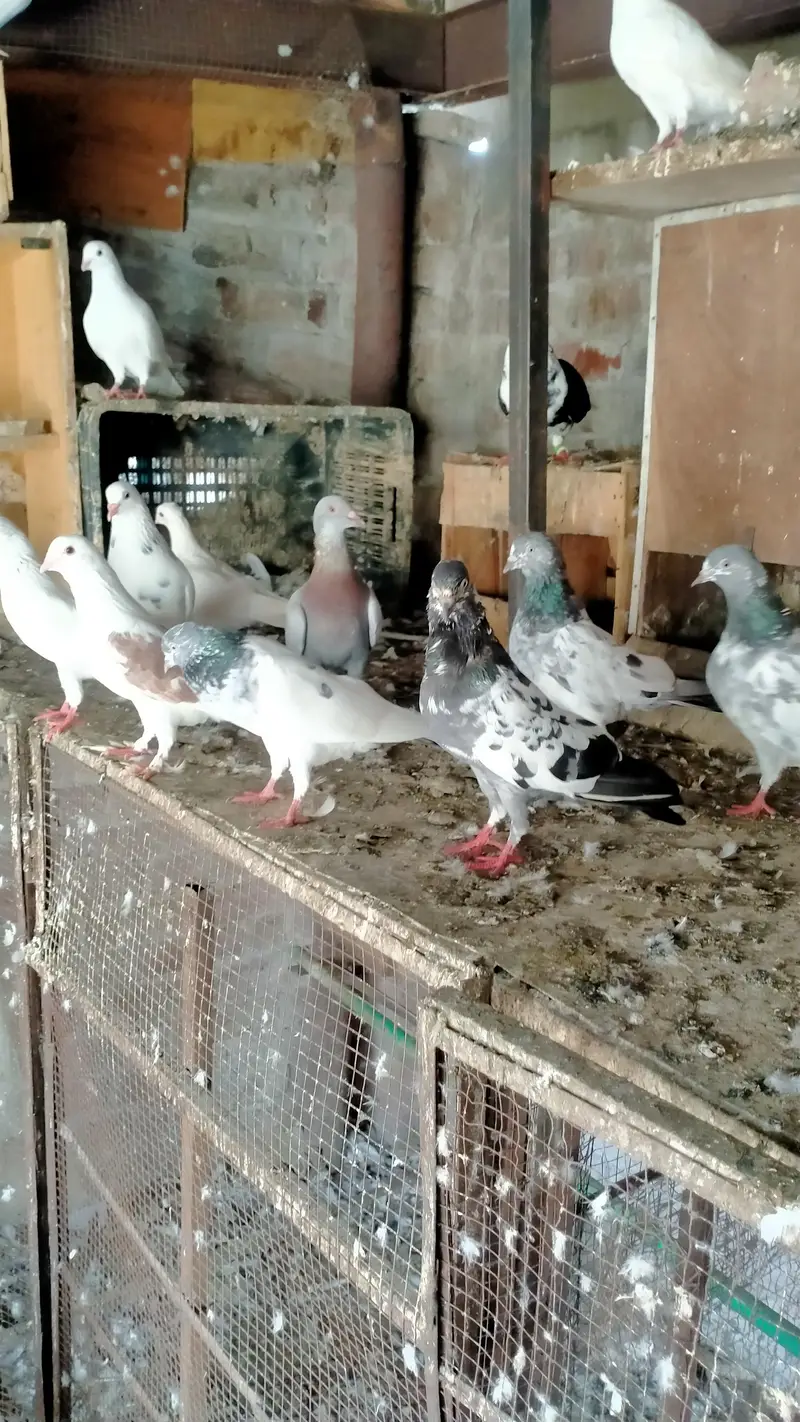 mix kabootar — photo 4