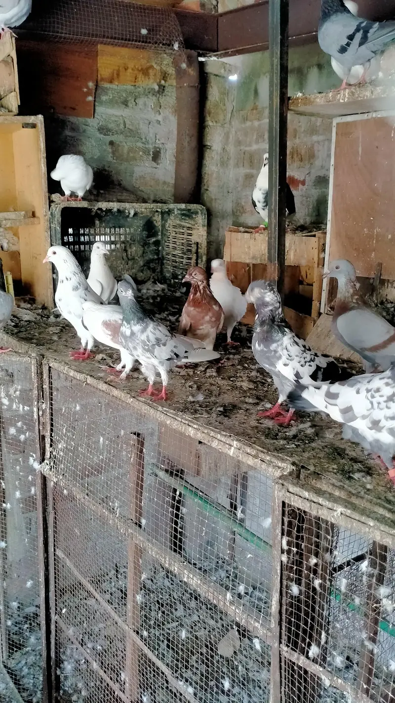 mix kabootar — photo 5