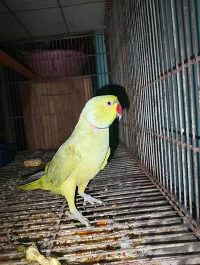 ringneck male parrot