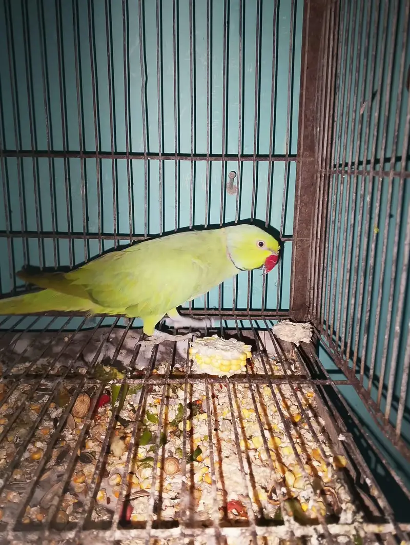 ringneck male parrot — photo 2