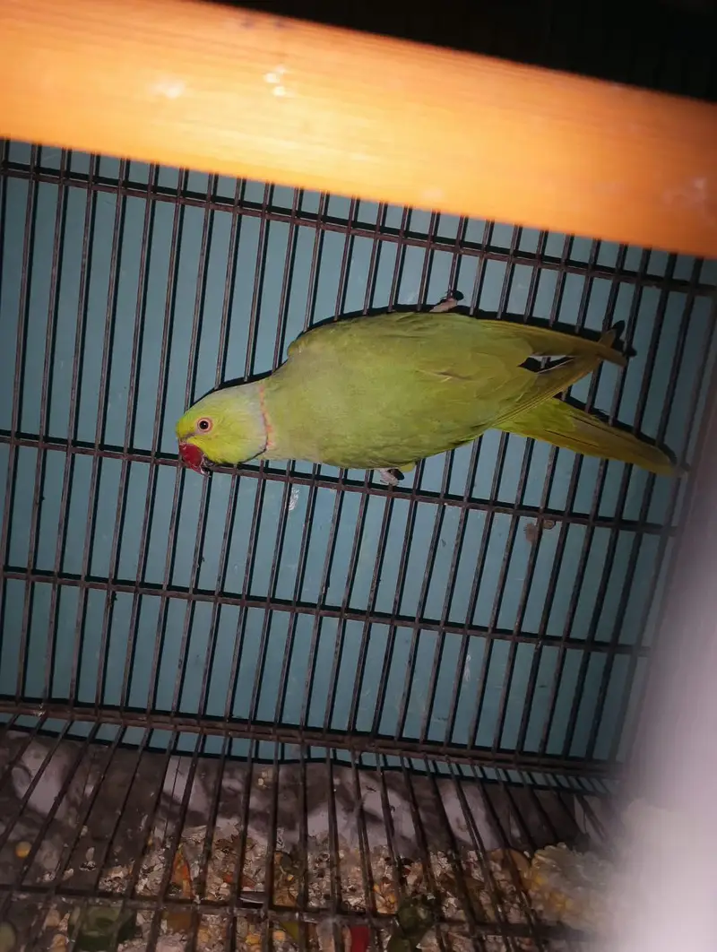 ringneck male parrot — photo 3