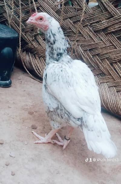 Pakistani parrotbeak madi