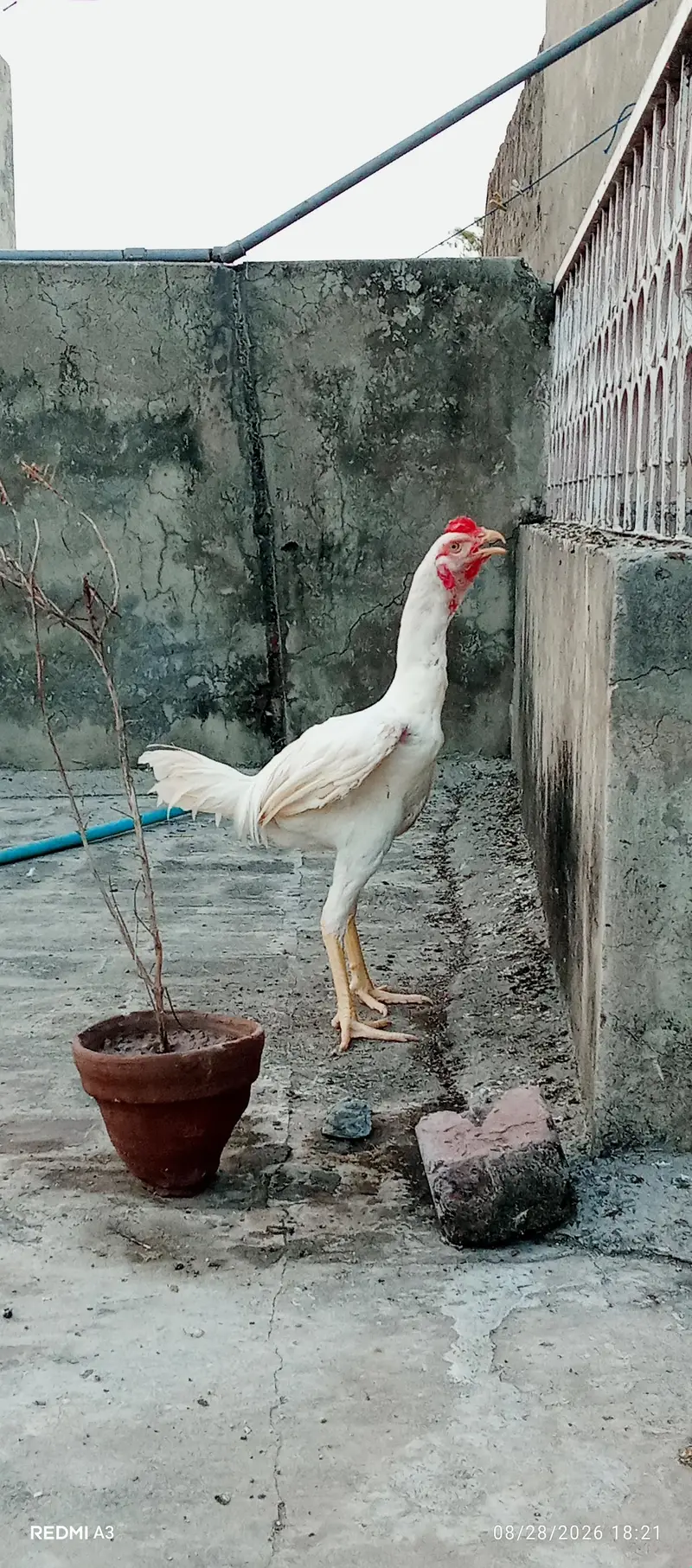 Aseel Murga — photo 8